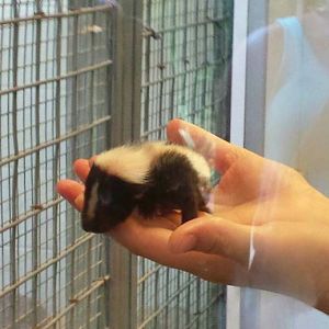 Jun. 2013 - Childrens Zoo - Baby Striped Skunk