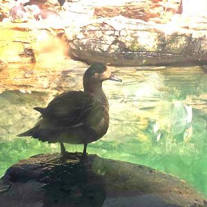 Jun. 2013 - Wings of the World - Chiloe Wigeon