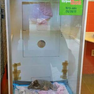 Jun. 2013 - Childrens Zoo - Striped Skunk Exhibit