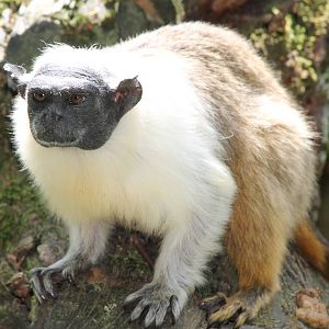 Pied tamarin