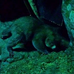 Jun. 2013 - Jungle Trails - Potto