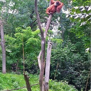 Jun. 2013 - Jungle Trails - Lana