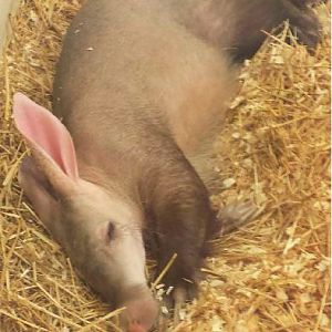 Jun. 2013 - Childrens Zoo - Aardvark