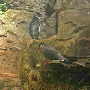 Jun. 2013 - Wings of the World - Southern Rockhopper Penguin + Inca Tern
