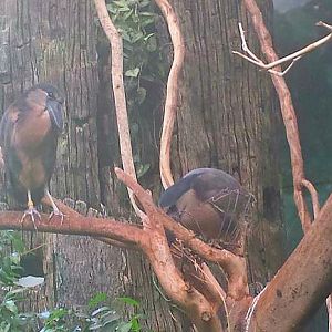 Jun. 2013 - Wings of the World - Boat-billed Herons