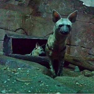 Jun. 2013 - Night Hunters - East African Aardwolves