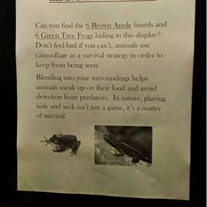 Jun. 2013 - Manatee Springs - New Brown Anole + Green Tree Frog Sign