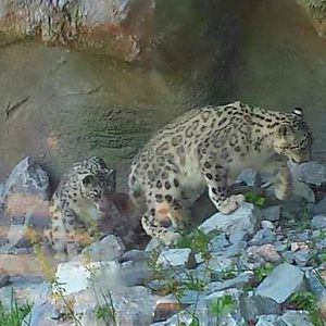 Jun. 2013 - Cat Canyon - Snow Leopards