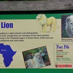 Jun. 2013 - White Lions of Timbavati