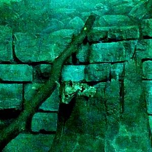 Jun. 2013 - Night Hunters - Southern Brazilian Ocelot Kitten