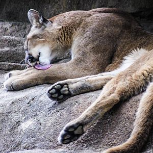 Enjoying a quiet bath (Cougar)