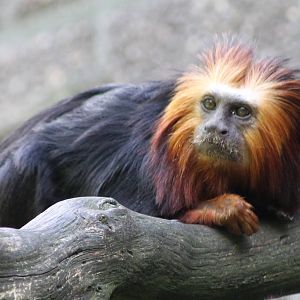 Golden-headed Lion tamarin