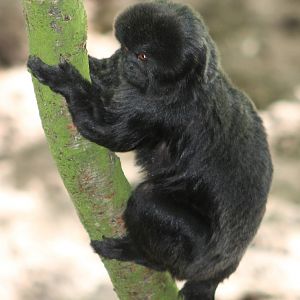Goeldi´s monkey