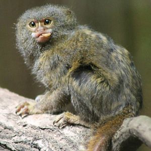 Pygmy marmoset