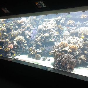 Tropical sea-water aquarium