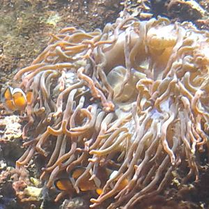Anemone and Anemone fishes