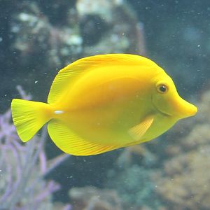Yellow surgeonfish