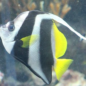 fish ( don't know the English name )