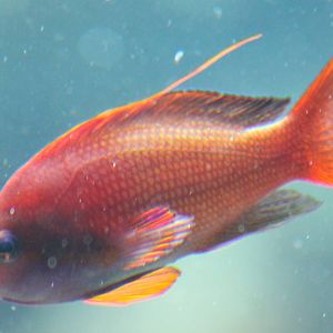 Pseudanthias squanipennis