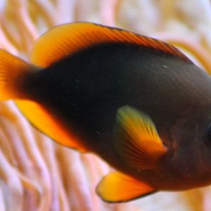 Angel fish species ?