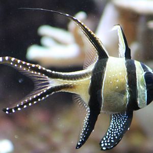 fish ( don't know the English name )