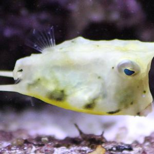 fish ( don't know the English name )