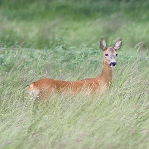 Roe deer
