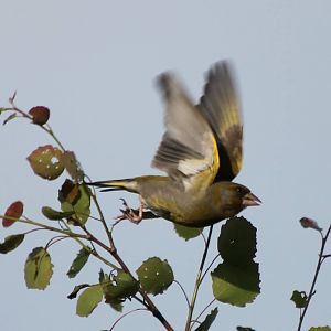 Greenfinch