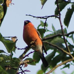 Bullfinch male