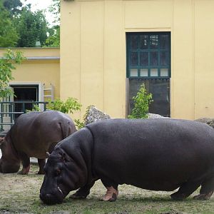 Common Hippopotamus at Vienna, 14/06/13