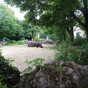 Hippo Enclosure at Vienna, 14/06/13