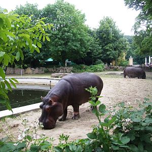 Hippo Enclosure at Vienna, 14/06/13