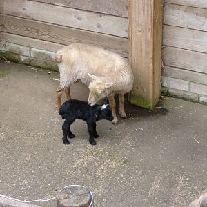 Ouessant Sheep, June 2013