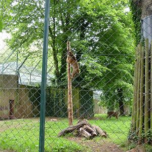 Sumatran Tiger, June 2013