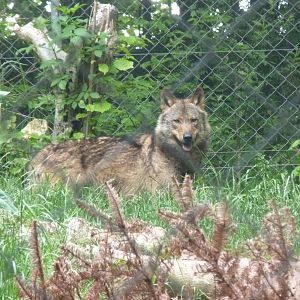 Iberian Wolf, June 2013