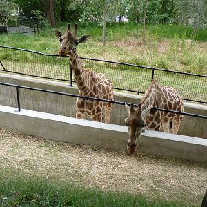 Giraffes, June 2013