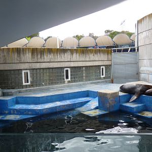 Sea Lions, June 2013