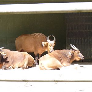 Dwarf Buffalo, June 2013