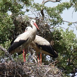 Free-range Storks, June 2013