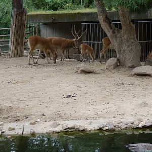 Pere David's Deer. June 2013