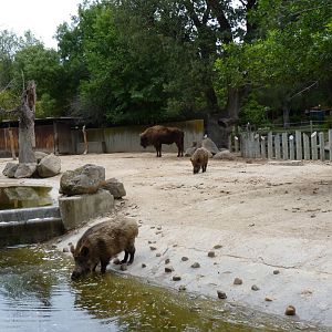 Wild Boar and European Bison, June 2013