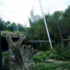 Lion Exhibit at Vienna, 14/06/13