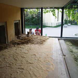Cheetah Enclosure at Vienna, 14/06/13