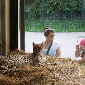 Cheetah Viewing at Vienna, 14/06/13