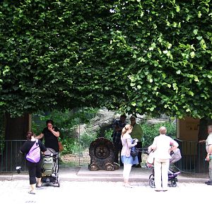 Lion Viewing at Vienna, 14/06/13