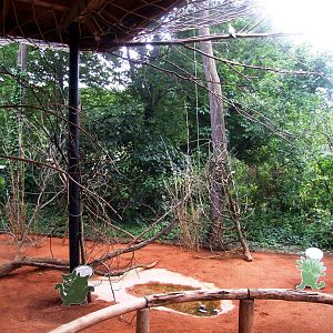 Budgerigar Aviary at Vienna, 14/06/13