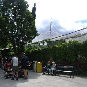 Tiger Viewing at Vienna, 14/06/13