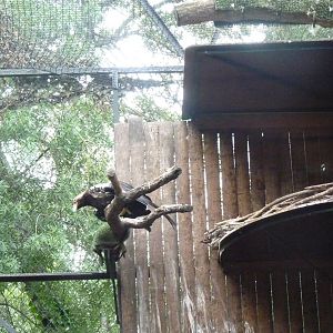 Spanish Imperial Eagles, June 2013