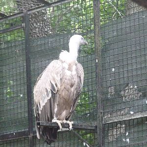 Griffon Vulture, June 2013