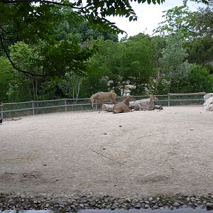 Nilgai, June 2013